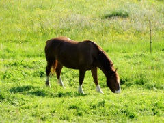 IMG_5585